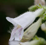 Arkansas beardtongue